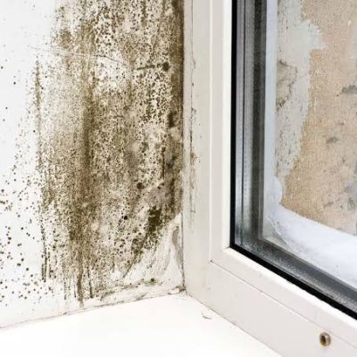 Damp & Mould